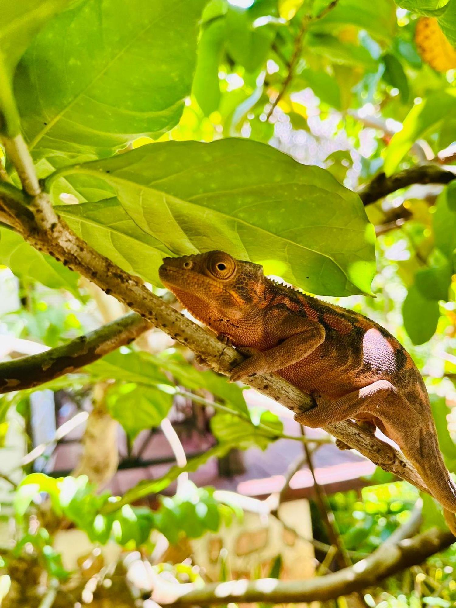 Tamarin Lodge Ампангоринана Экстерьер фото